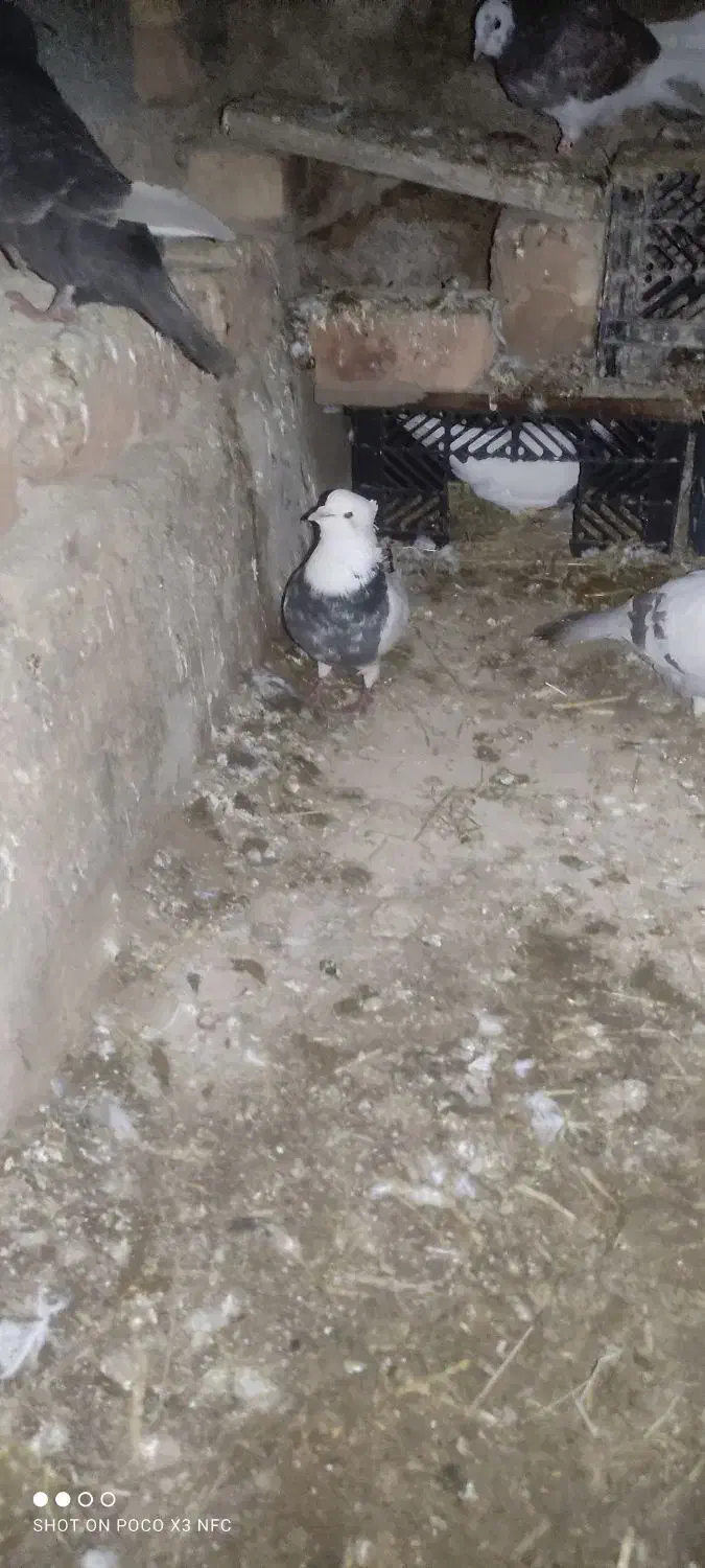 کبوتر|پرنده|مرودشت, محمد آباد|دیوار