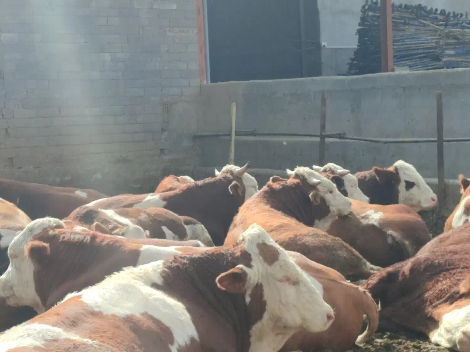 فروش گاو های گوشتی سیمینتال|حیوانات مزرعه|هشترود, |دیوار