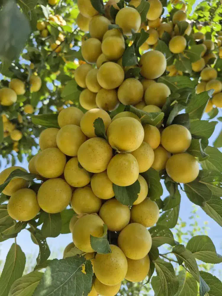 فروش نهال آلوچه زرد سیدی|خدمات باغبانی و درختکاری|مراغه, |دیوار