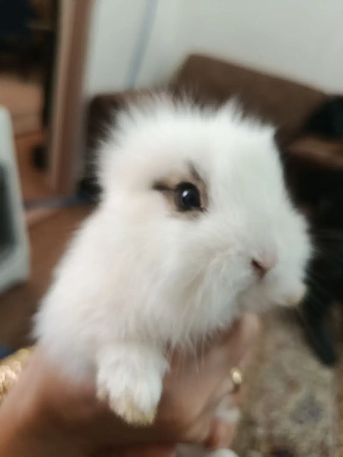 خرگوش|موش و خرگوش|مبارکه, |دیوار