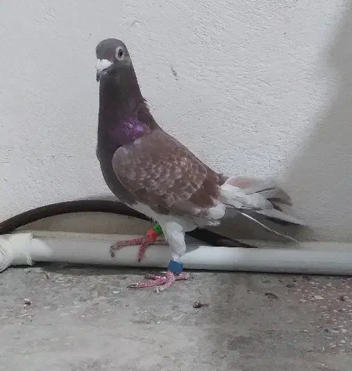 کبوتر قورگی مسابقه رفته|پرنده|مینودشت, |دیوار