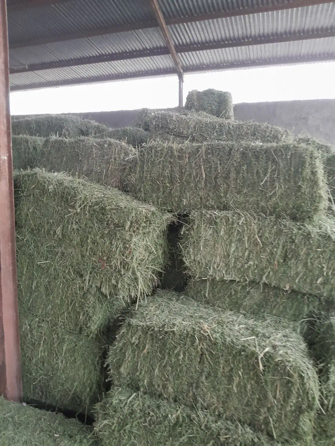 یونجه گل اول|لوازم جانبی حیوانات|صحنه, |دیوار