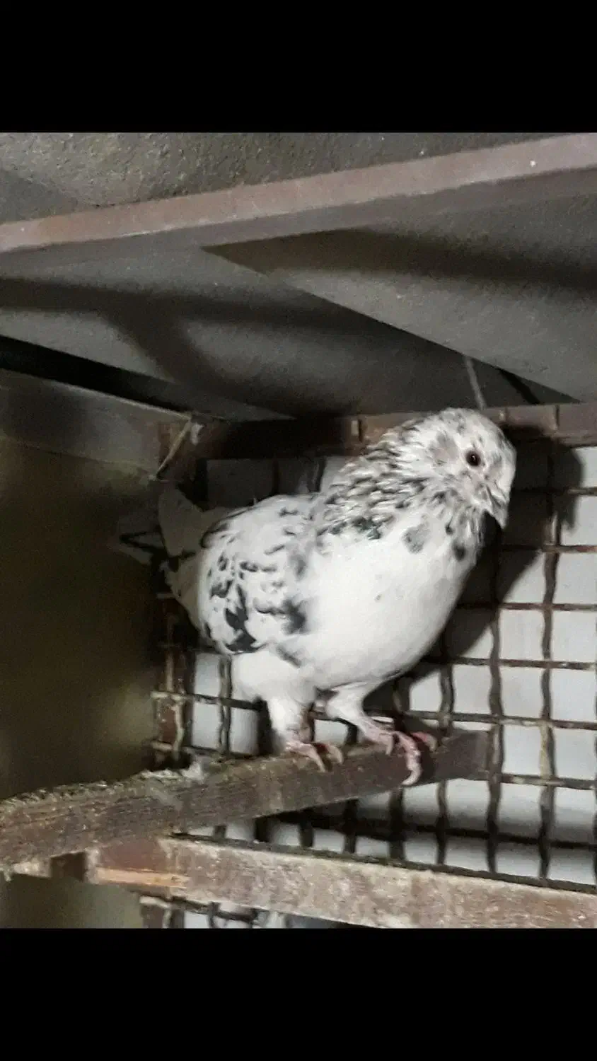 کبوتر|پرنده|اندیشه, اندیشه فاز ۵|دیوار