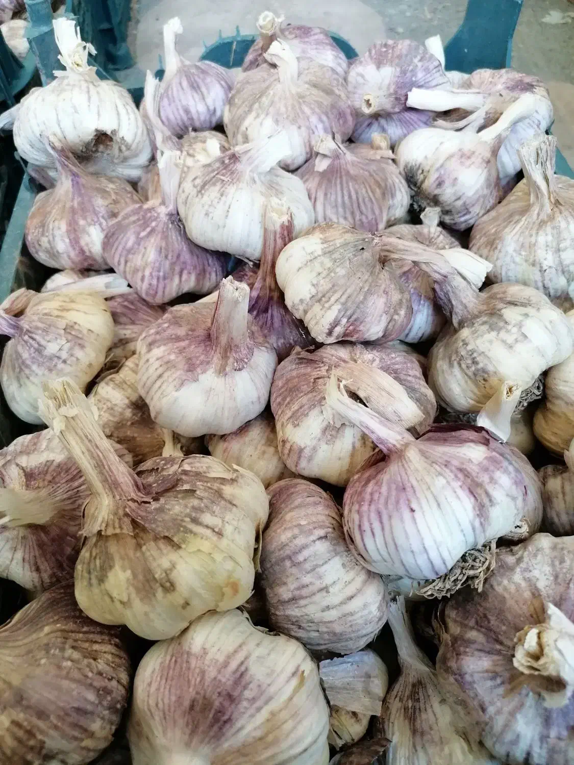سیر زنجان وهمدان|خوردنی و آشامیدنی|شیراز, شهرک نیروی انتظامی|دیوار