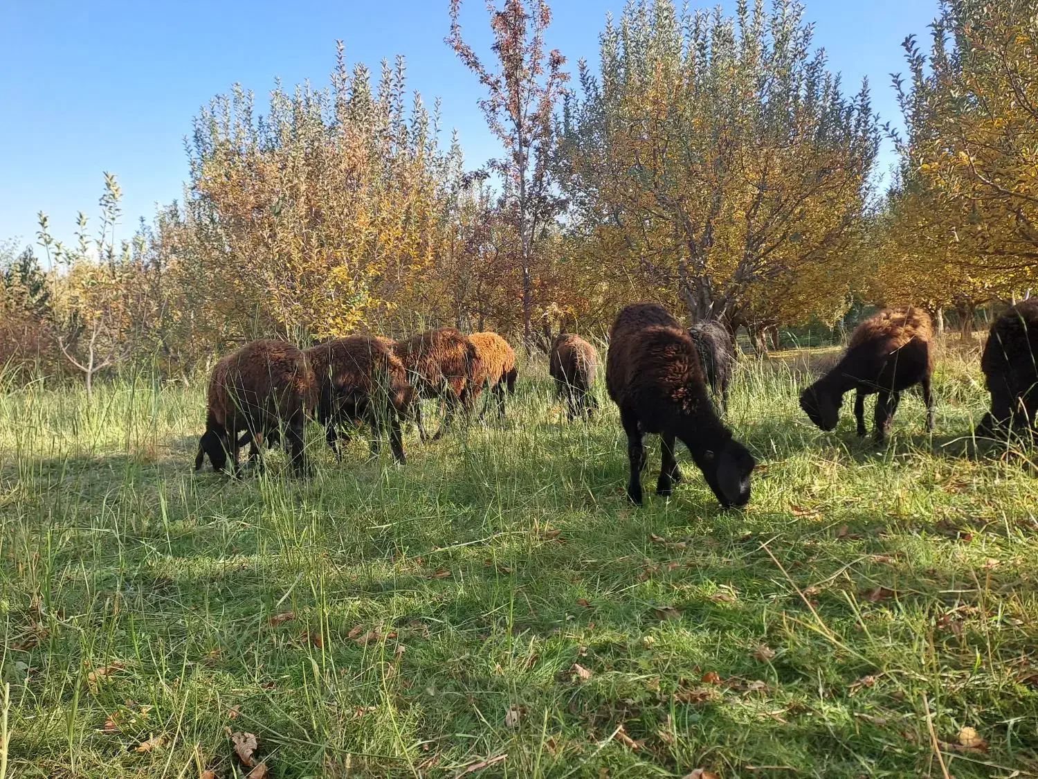 گوسفند بره قزل|حیوانات مزرعه|نظر کهریزی, |دیوار