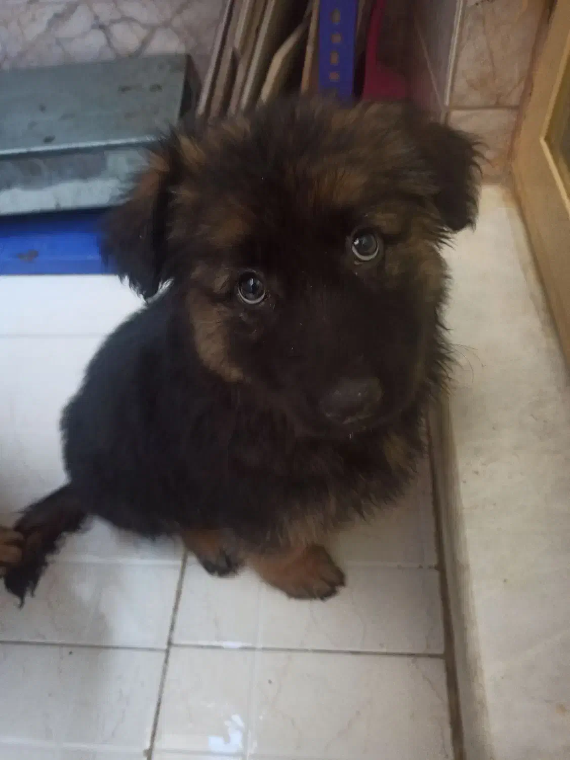 توله سگ ژرمن شپرد|سگ|نجفآباد, امام خمینی|دیوار