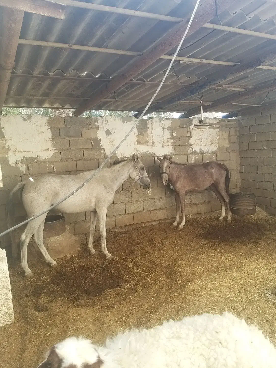 اسب مادیون خالص عربی|اسب و تجهیزات اسبسواری|اهواز, غیزانیه|دیوار