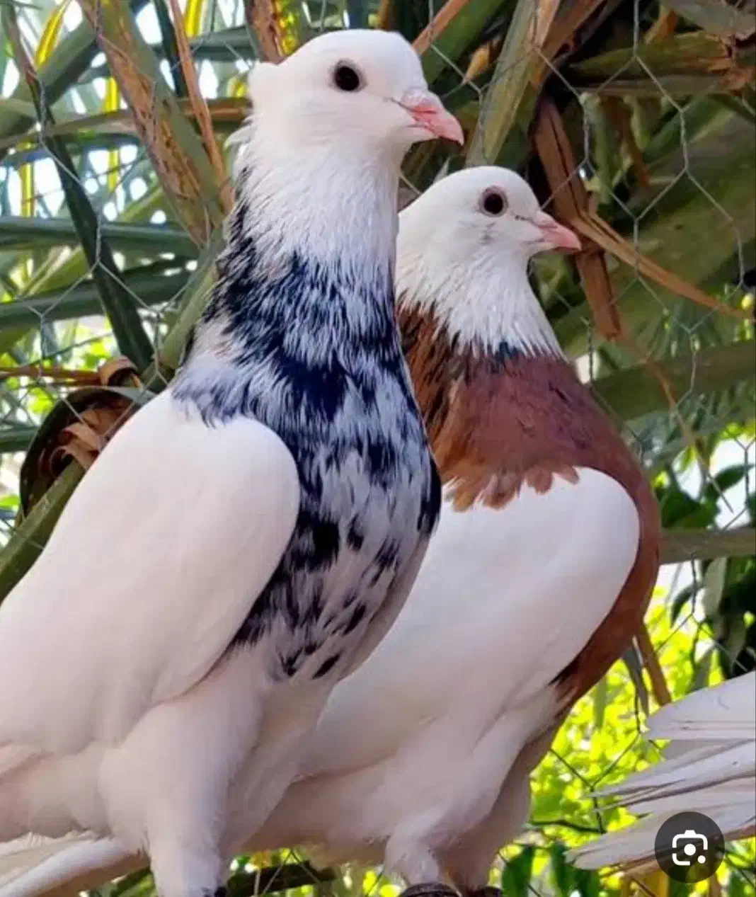 کبوتر طوقی|پرنده|ابرکوه, |دیوار