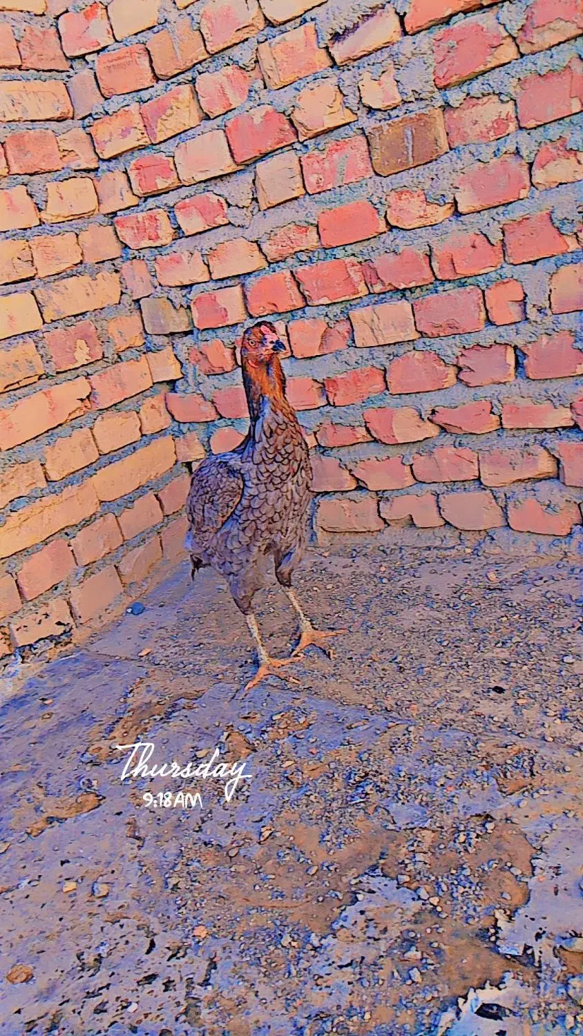 فروش و معاوضه ماکیان سندی|لوازم التحریر|سراوان, |دیوار