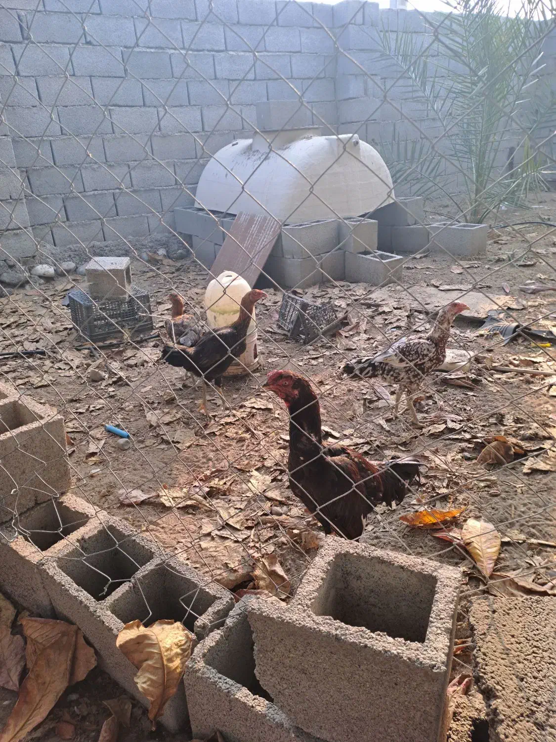 مرغ وخروس|حیوانات مزرعه|قشم, |دیوار