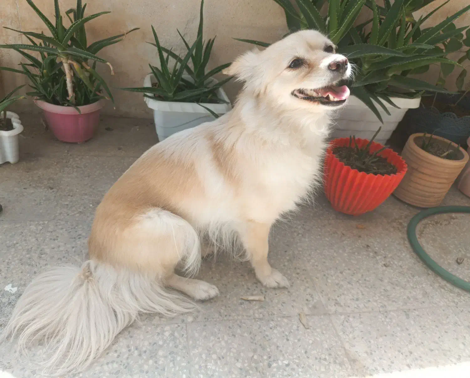 سگ اشپیتز پامر|سگ|شیراز, اصلاحنژاد|دیوار