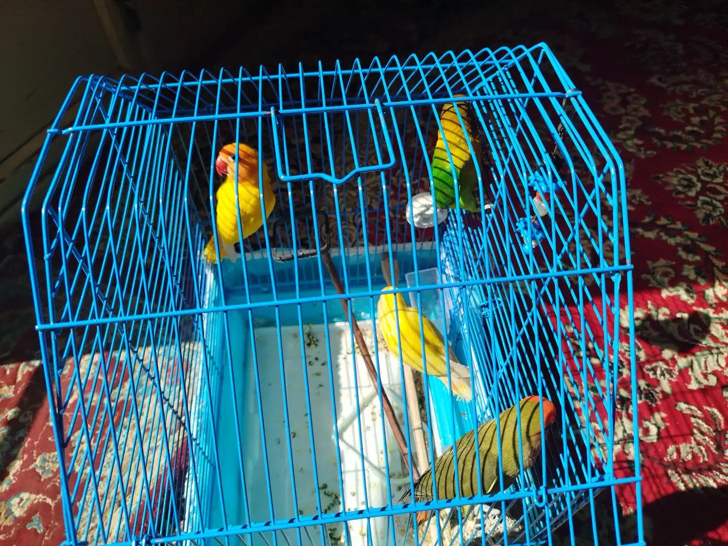 4عدد طوطی برزیلی|پرنده|زرند, |دیوار