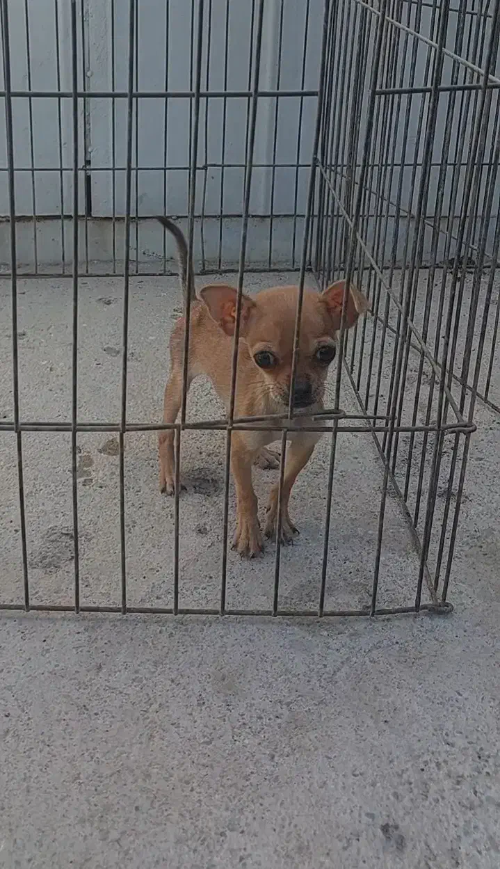 شیواوا سایز ریز|سگ|تهران, اکباتان|دیوار