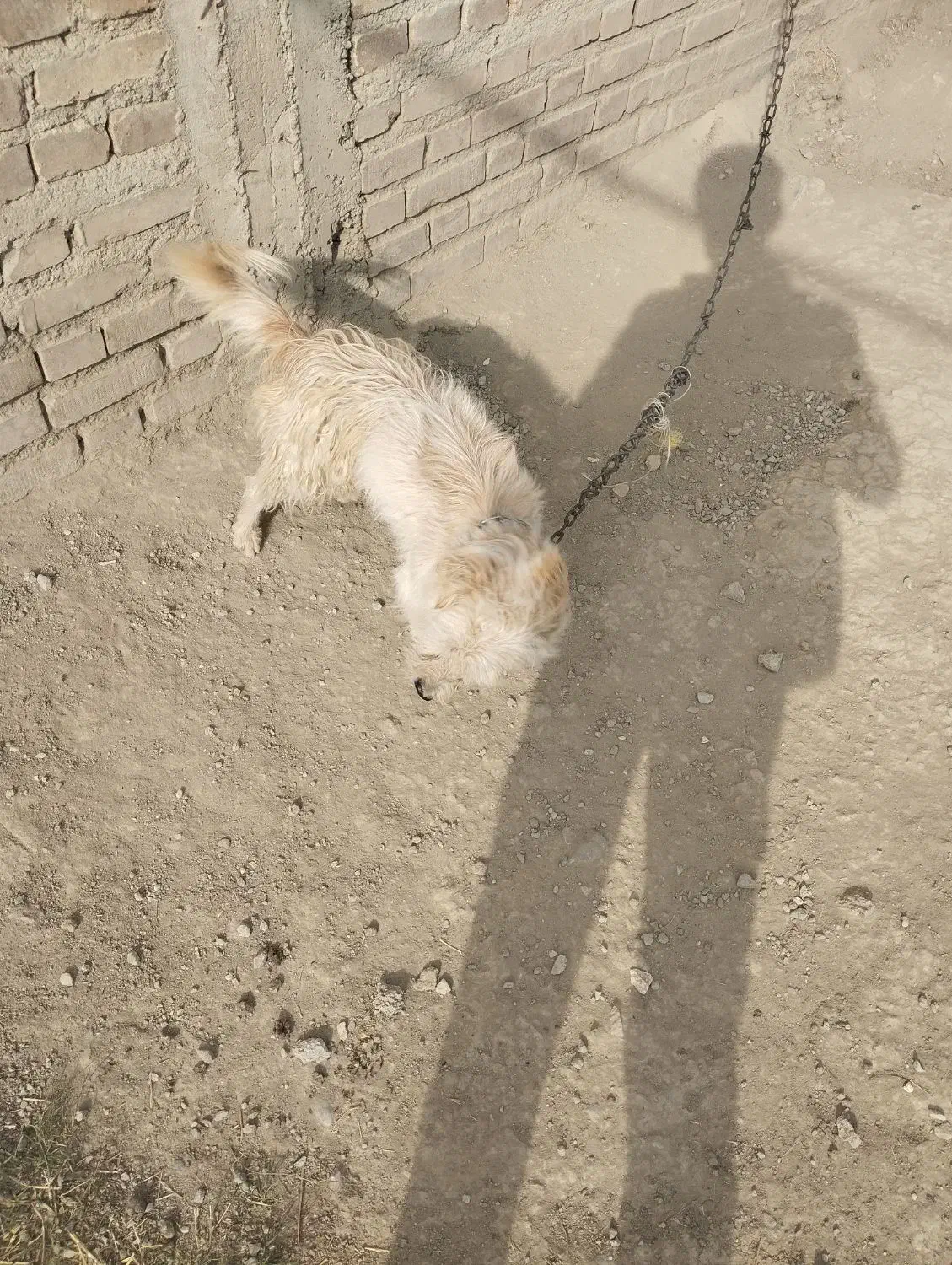 سگ پاکوتاه|سگ|سلماس, |دیوار