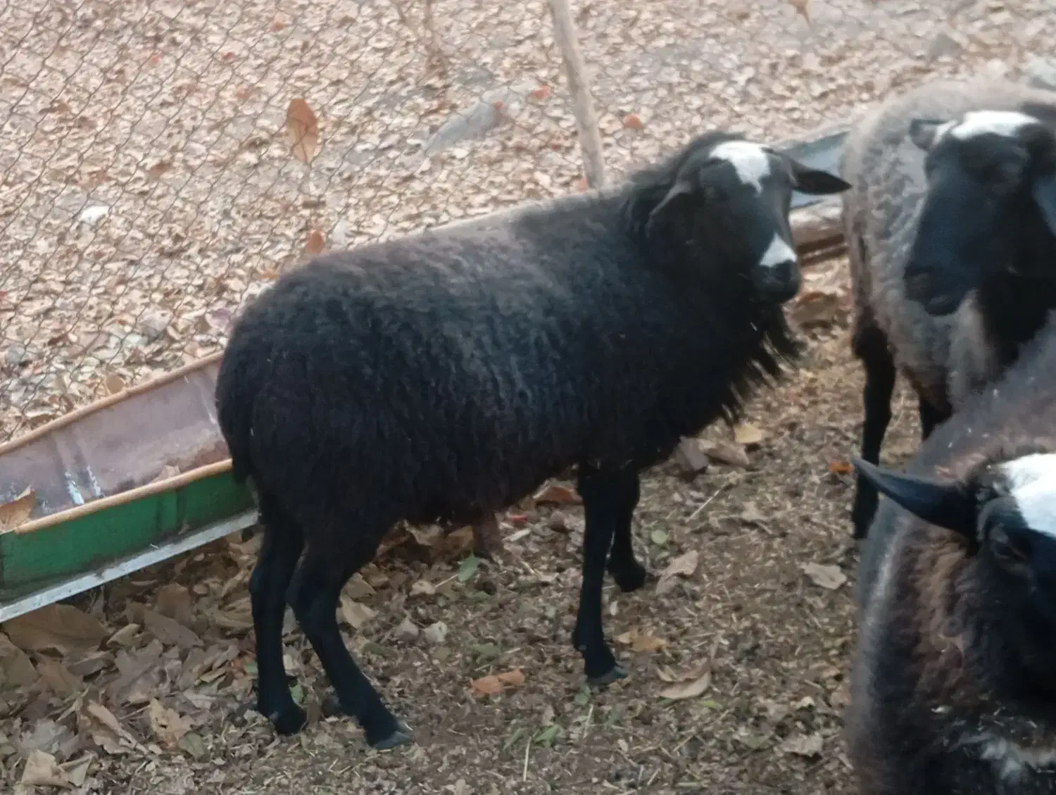 شال رومانف چندقلوزا|حیوانات مزرعه|دماوند, گیلاوند|دیوار