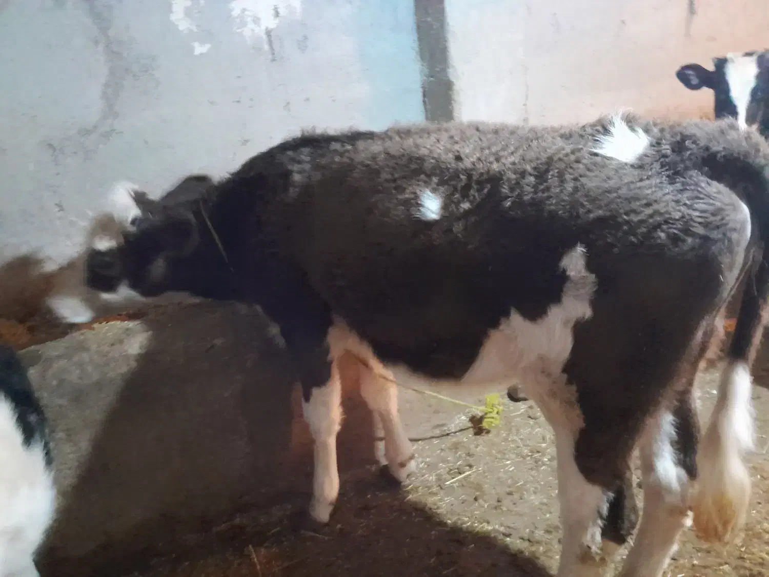 گاو سیمینتال|حیوانات مزرعه|گرمی, |دیوار