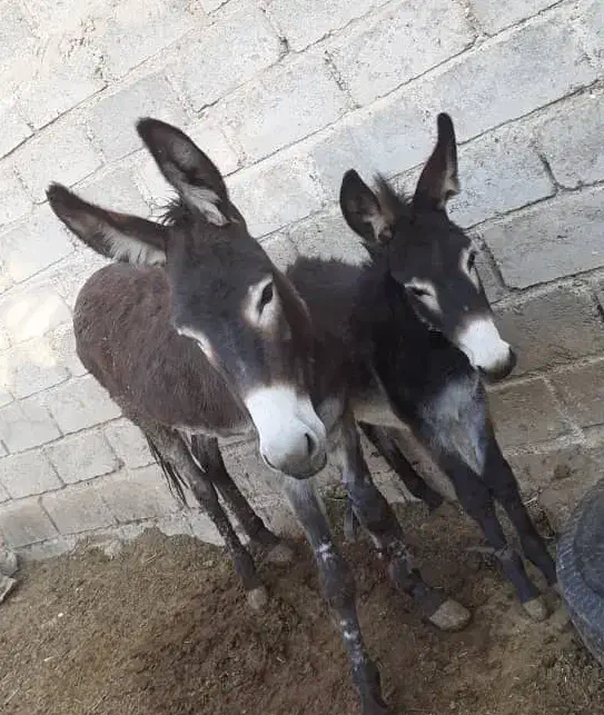 فروش خر گله ایی|حیوانات مزرعه|فسا, |دیوار