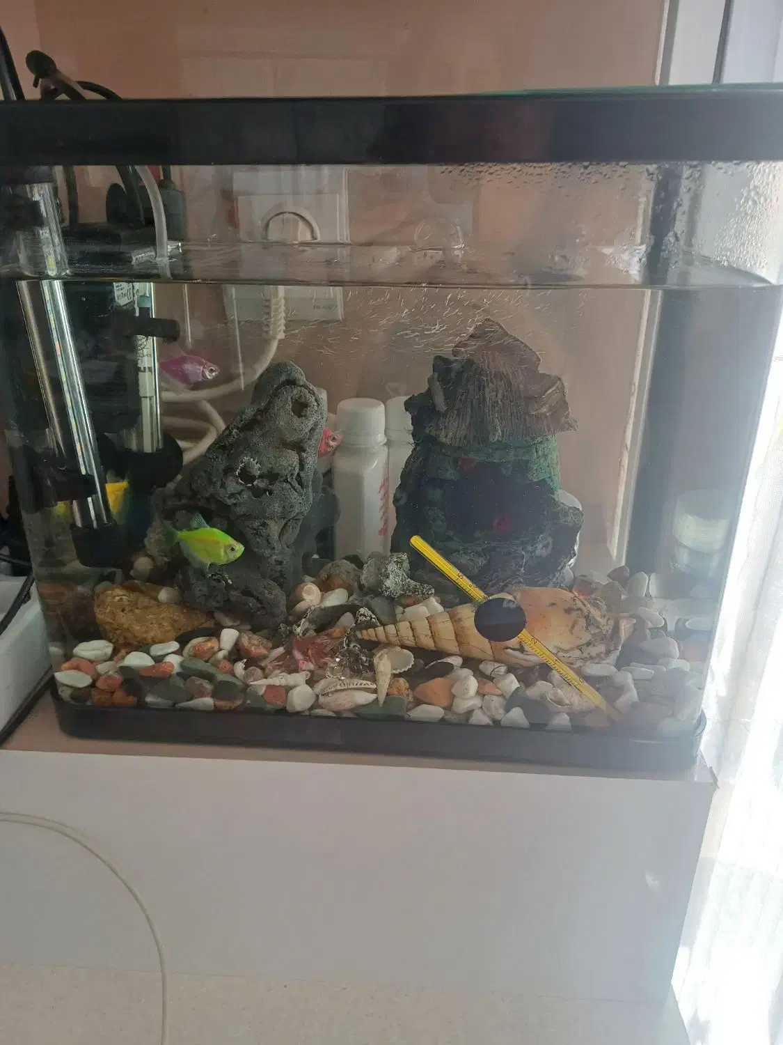 آکواریوم  اندازه ۱۹در۲۸ارتفاع ۲۹|ماهی|شاهین‌شهر, پارک بانک استان|دیوار