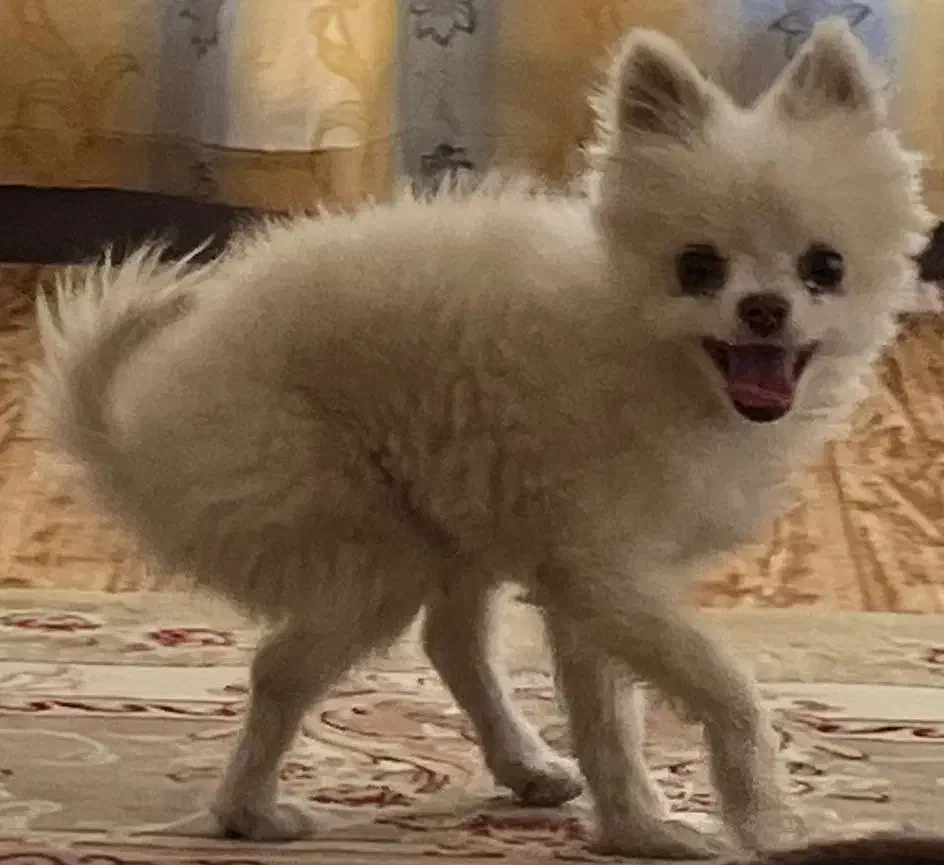 گم شده با معلولیت پا/تحت درمان|سگ|سیرجان, |دیوار