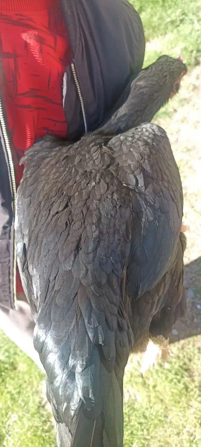 مرغ لاری|حیوانات مزرعه|سروآباد, |دیوار