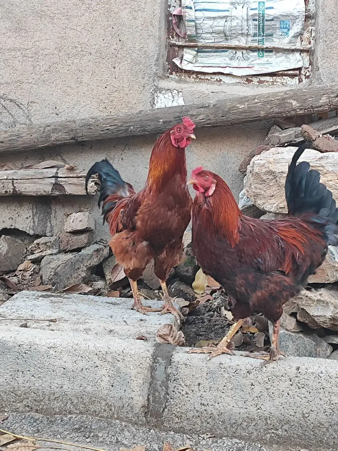 خروس|حیوانات مزرعه|خاو و میرآباد, |دیوار