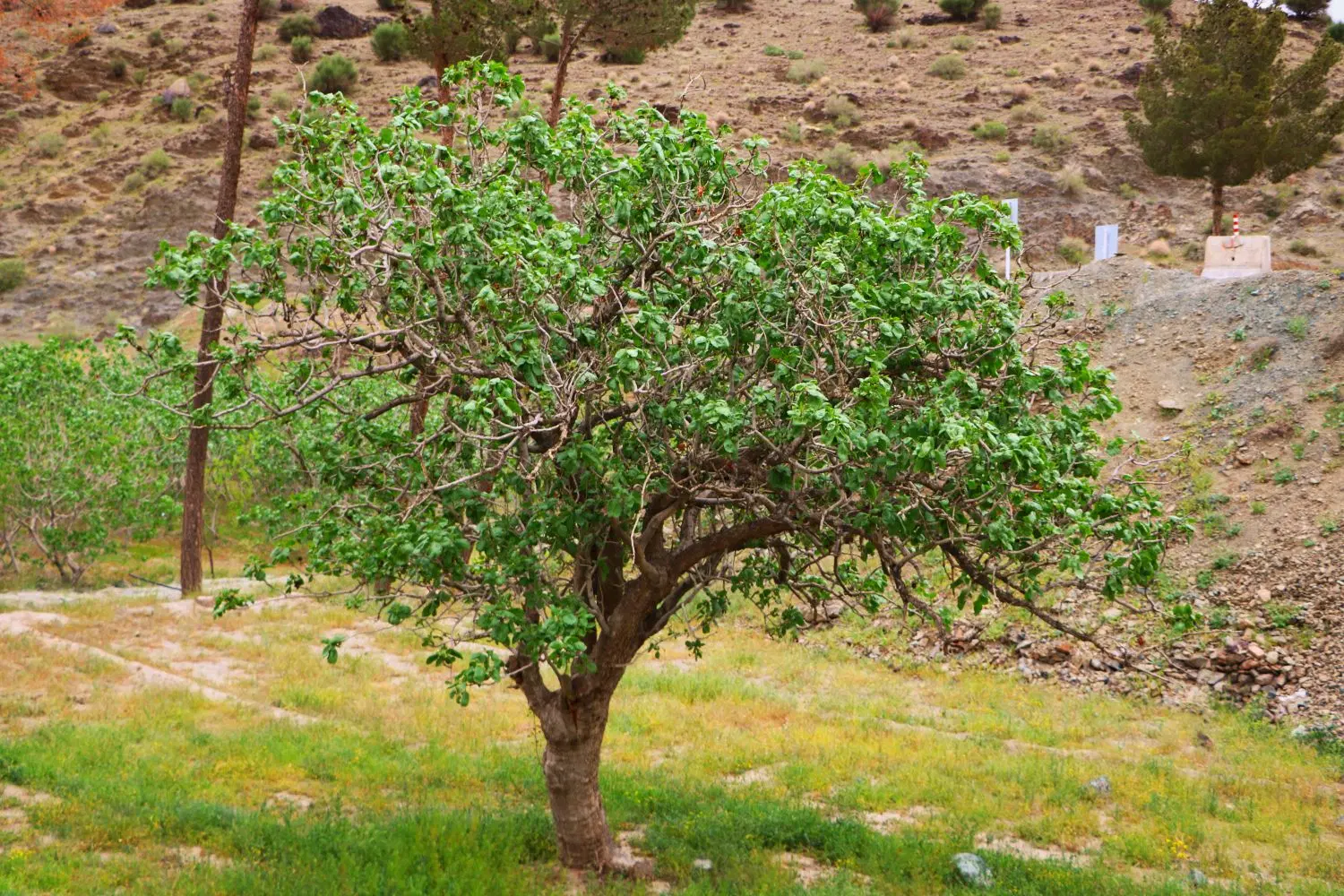 تصویر 2