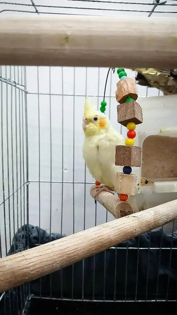 عروس هلندی نر|پرنده|رشت, رودباری|دیوار