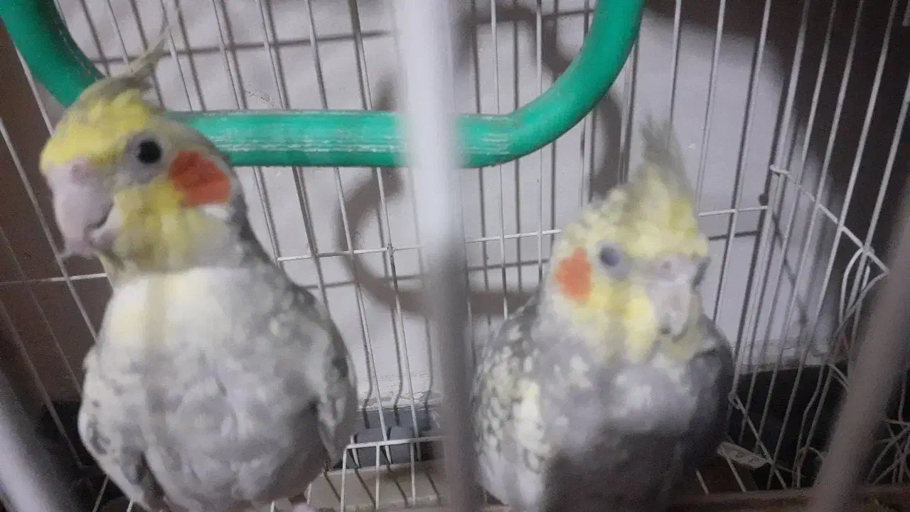 پرنده عروس هلندی دستی|پرنده|اهواز, کوی صادقیه|دیوار