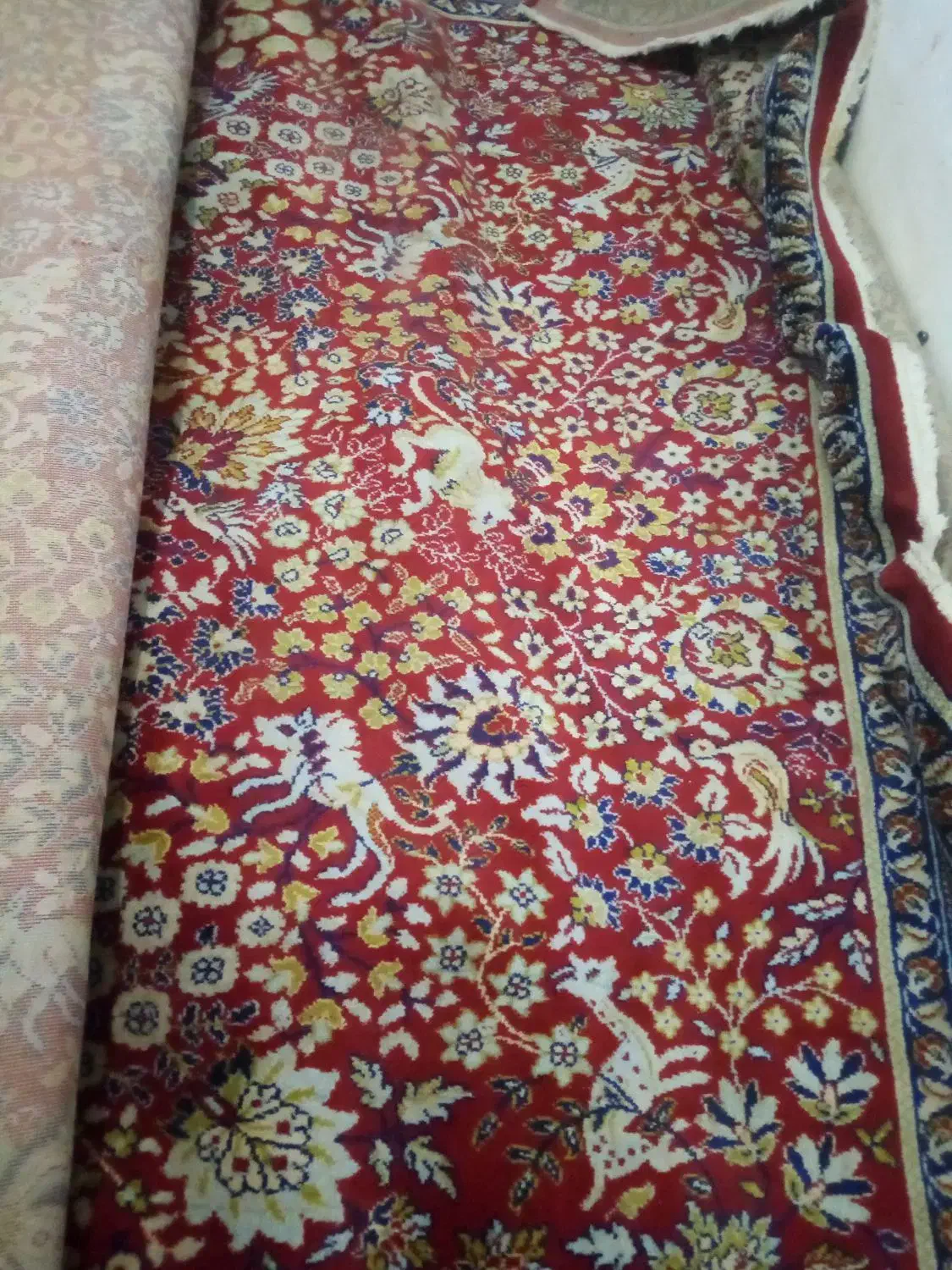 قالی 12متری|فرش|میان ولایت, |دیوار