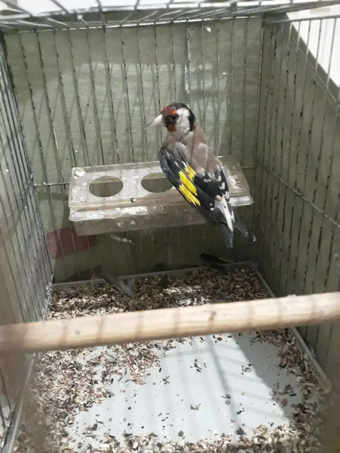 سهره|پرنده|ری, شهادت|دیوار