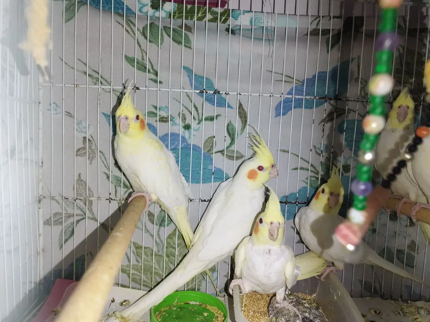 طوطی هلندی لوتینو|پرنده|بابل, |دیوار