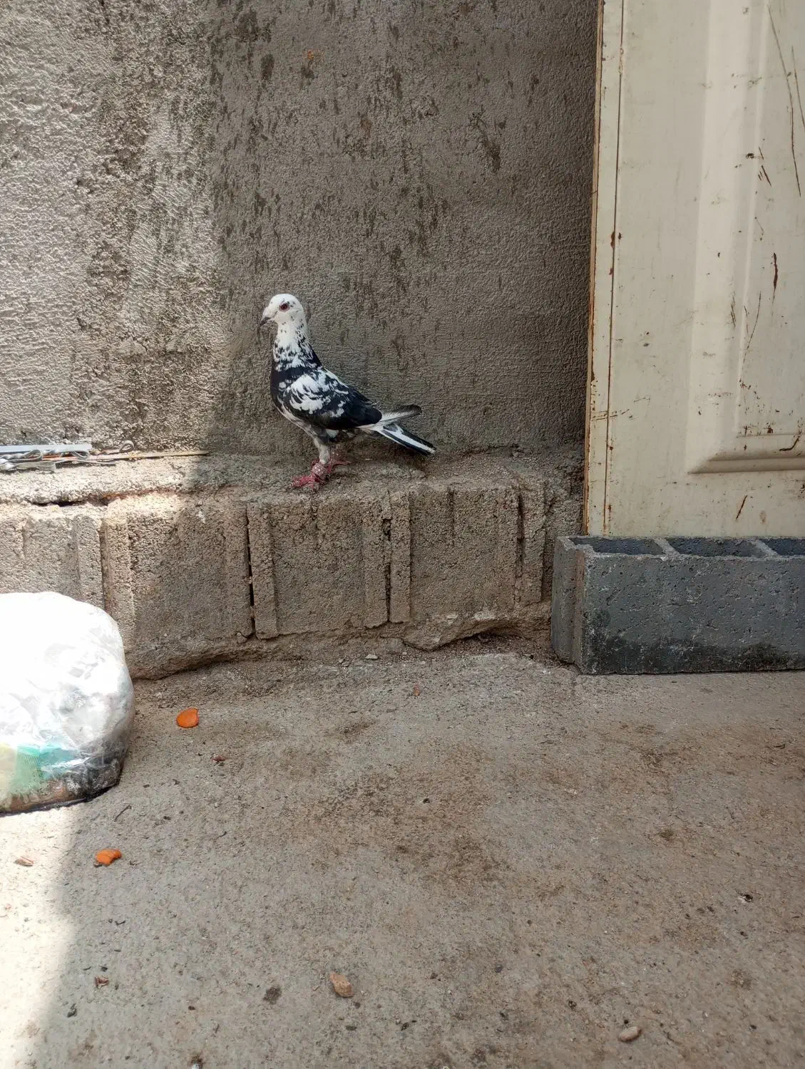 رسیدگی|پرنده|شیراز, تاچارا|دیوار
