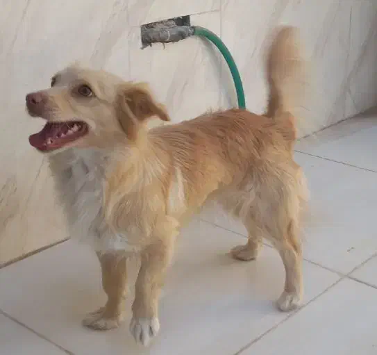 سگ فروشی|سگ|یزد, |دیوار