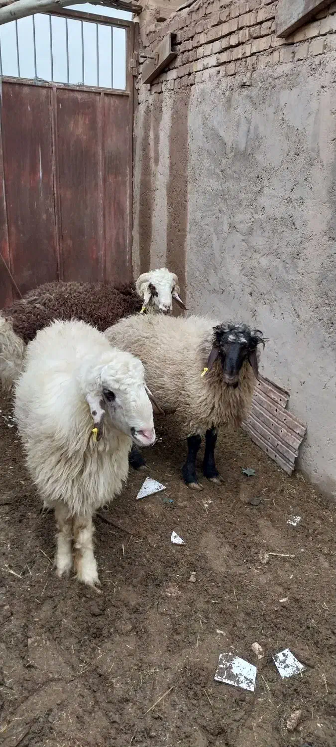 بره چاق درجه ۱|حیوانات مزرعه|یزد, |دیوار