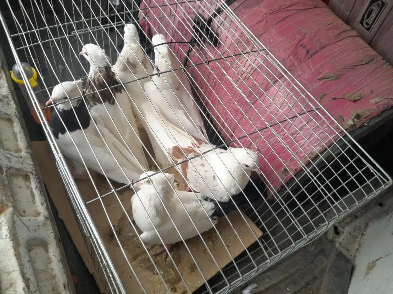 شونی دمبی|پرنده|معمولان, |دیوار