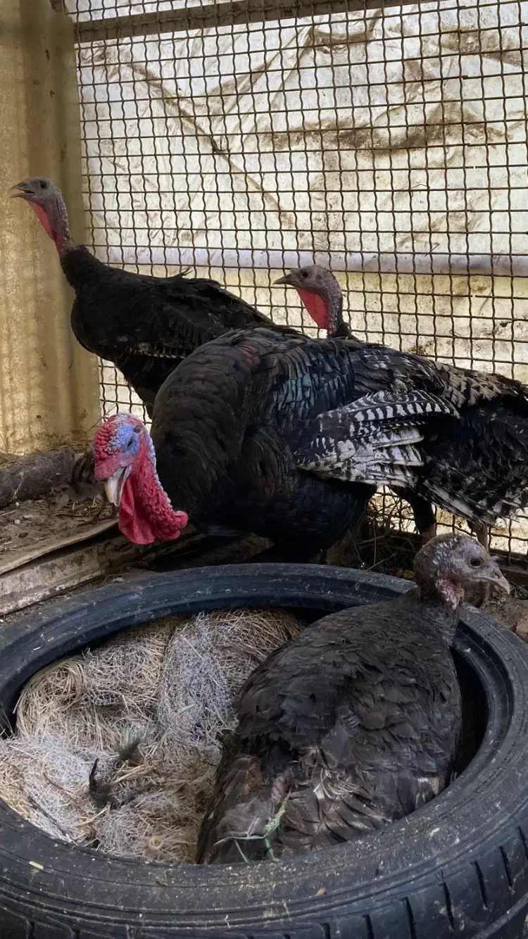 بوقلمون برنز|حیوانات مزرعه|تهران, آبشار تهران (دریاچه)|دیوار