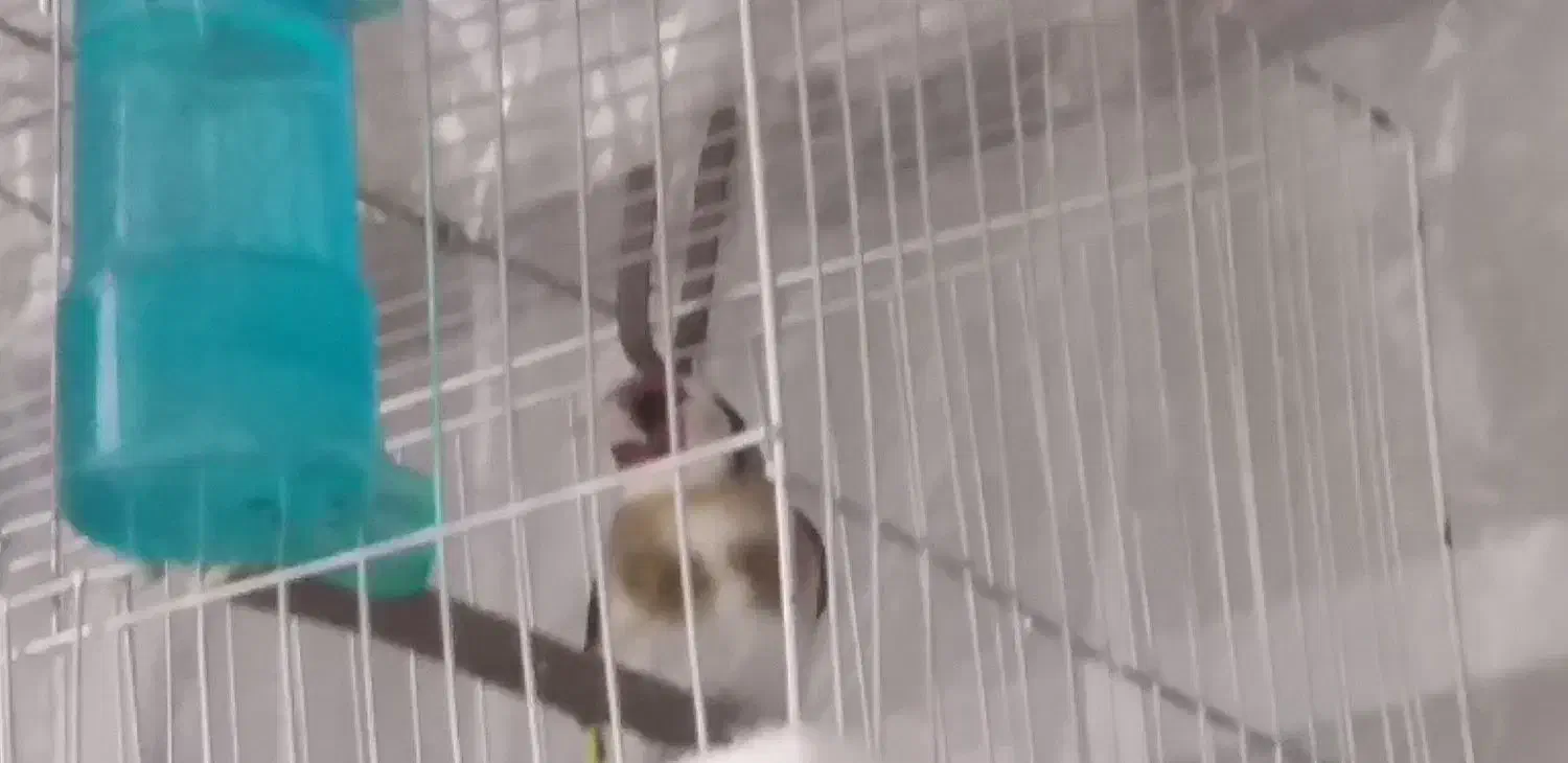 سهره نره پاییزه معاوضه با ماده قناری|پرنده|بروجرد, |دیوار