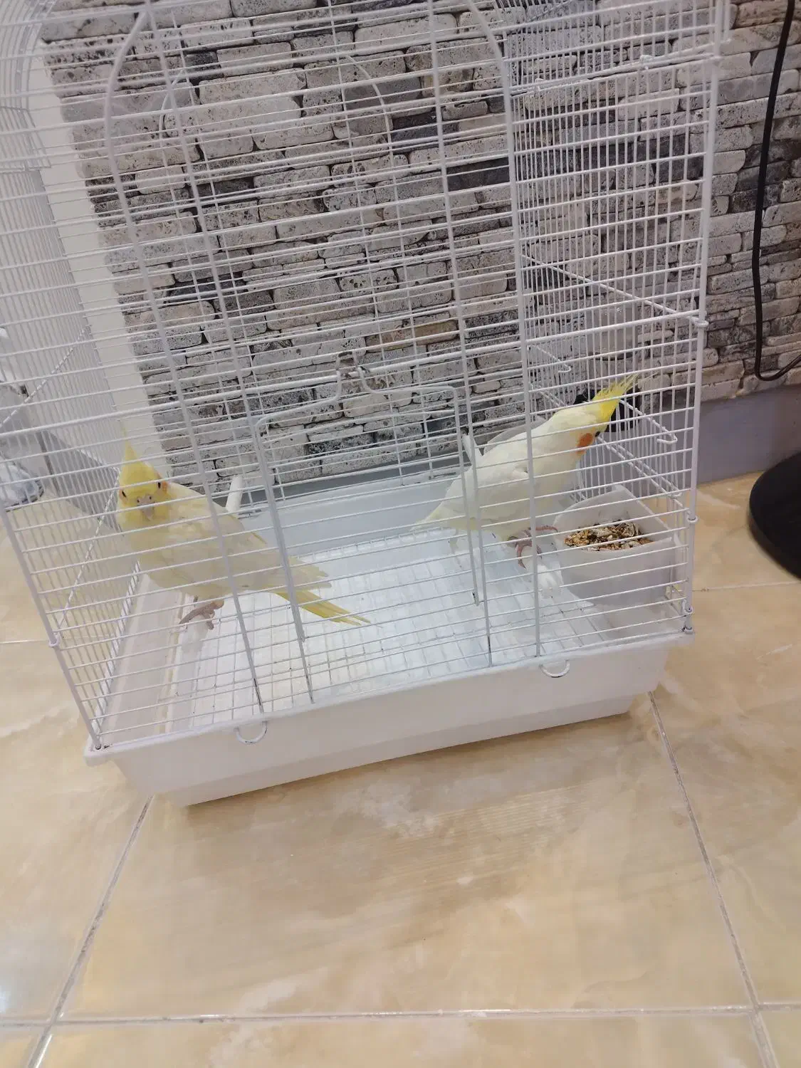 دو عدد عروس هلندی|پرنده|بندرعباس, |دیوار