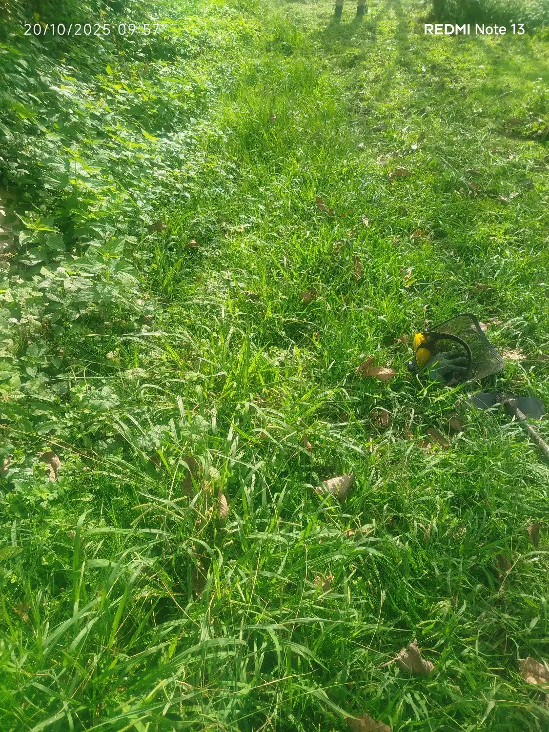 چمن زنی علف زنی‌ لی زنی تمشک زنی|خدمات باغبانی و درختکاری|سیاهکل, |دیوار