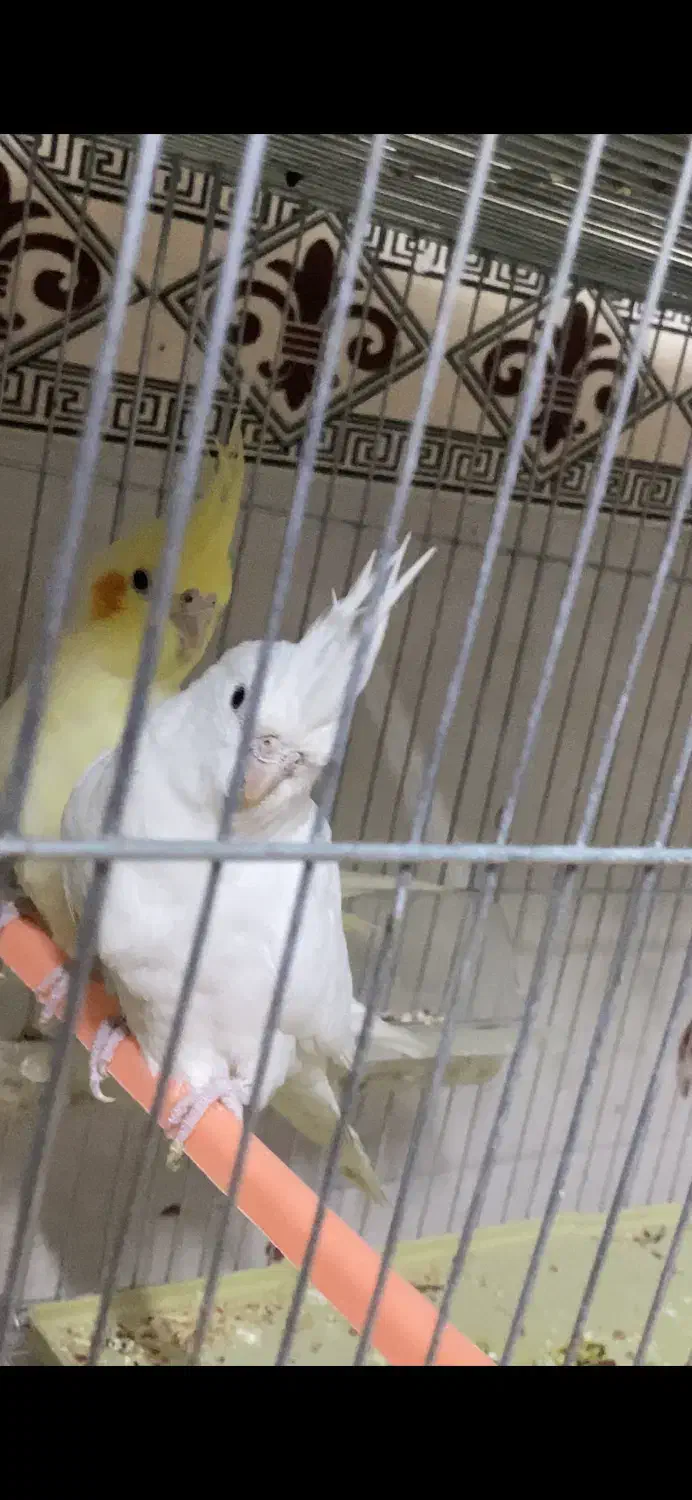 فروش یا معاوضه عروس هلندی|پرنده|جوادآباد, |دیوار