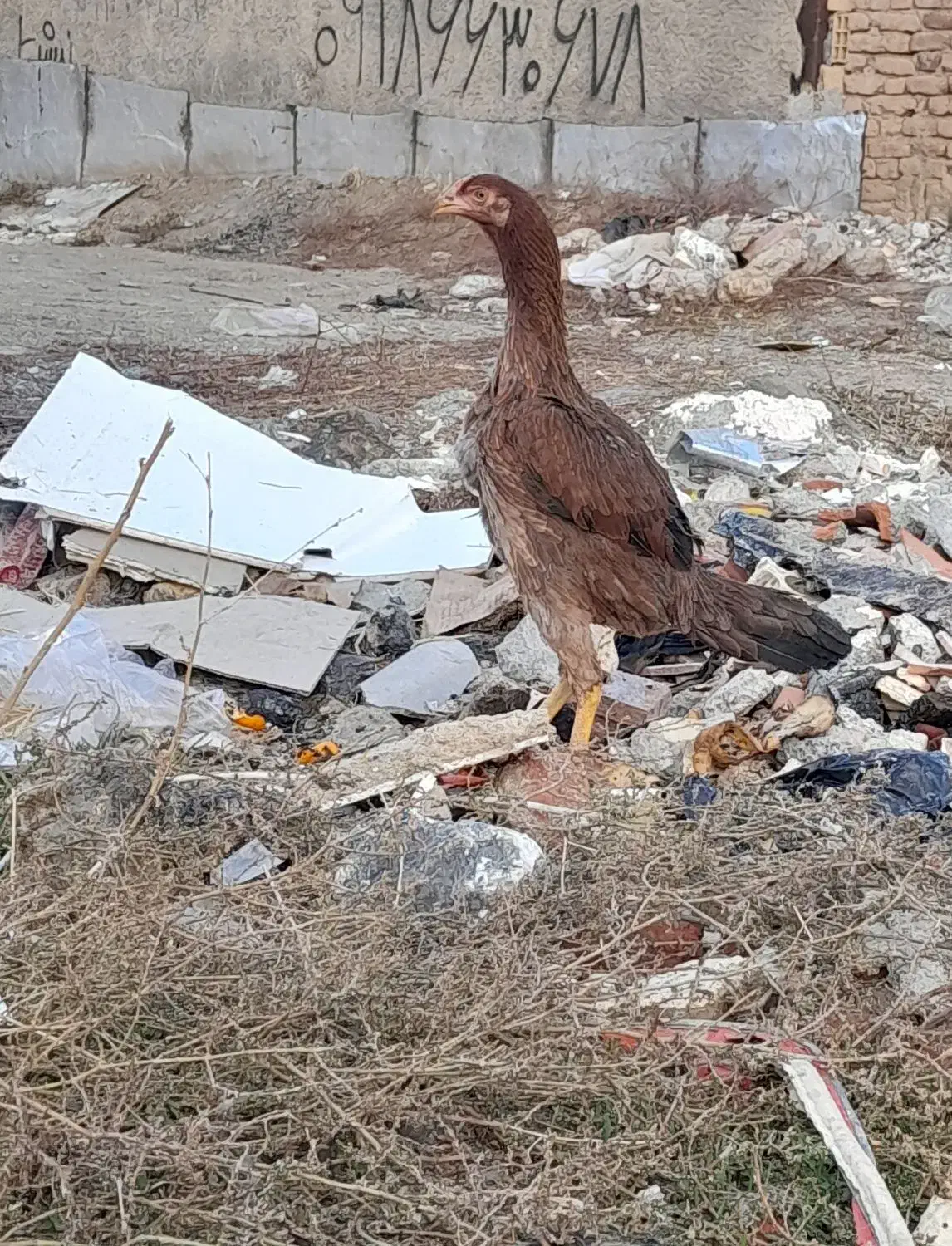 مرغ لاری 8ماه وارداتی|حیوانات مزرعه|مریوان, |دیوار