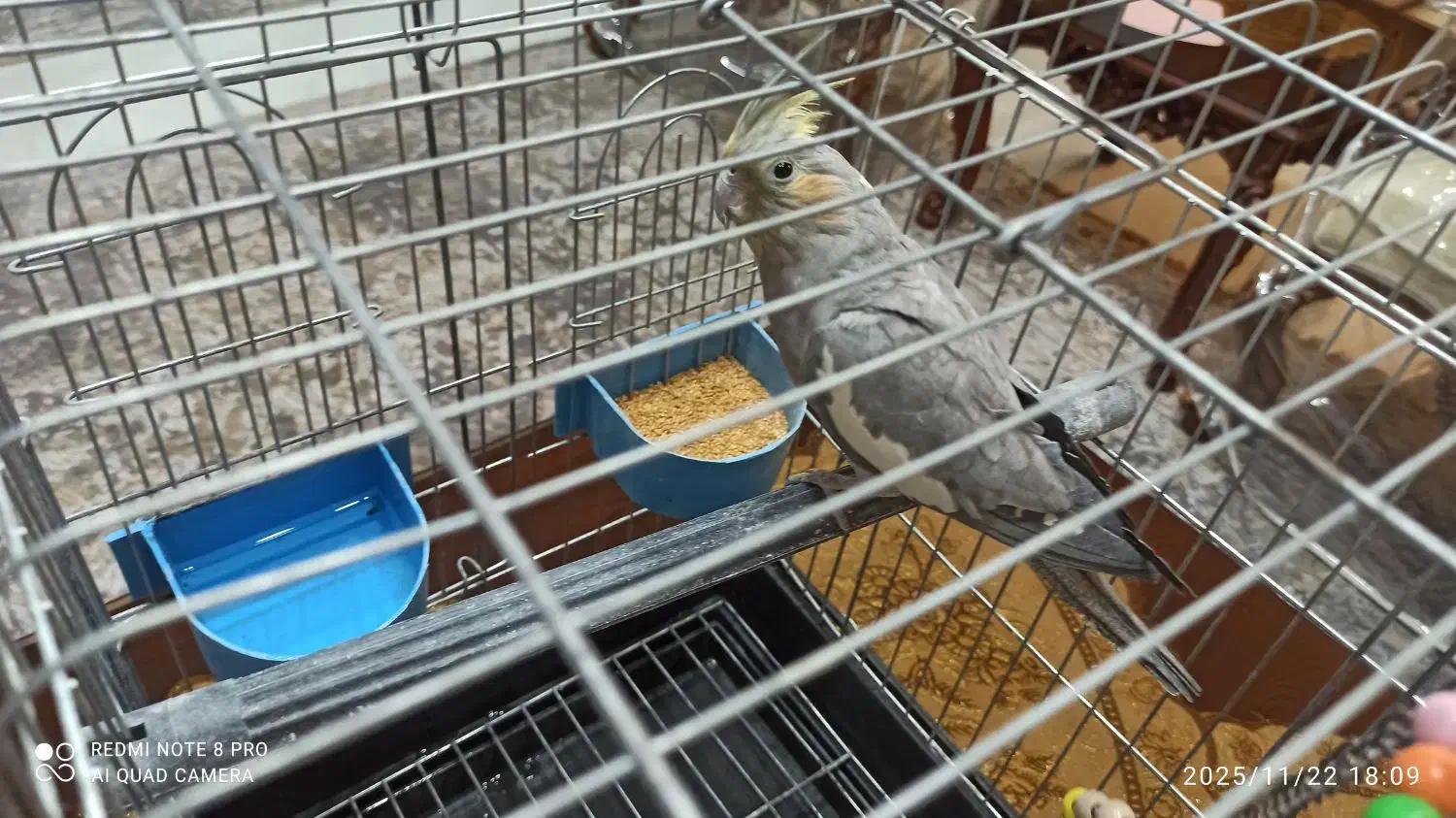 عروس هلندی|پرنده|قرچک, میرزائی جنوبی|دیوار