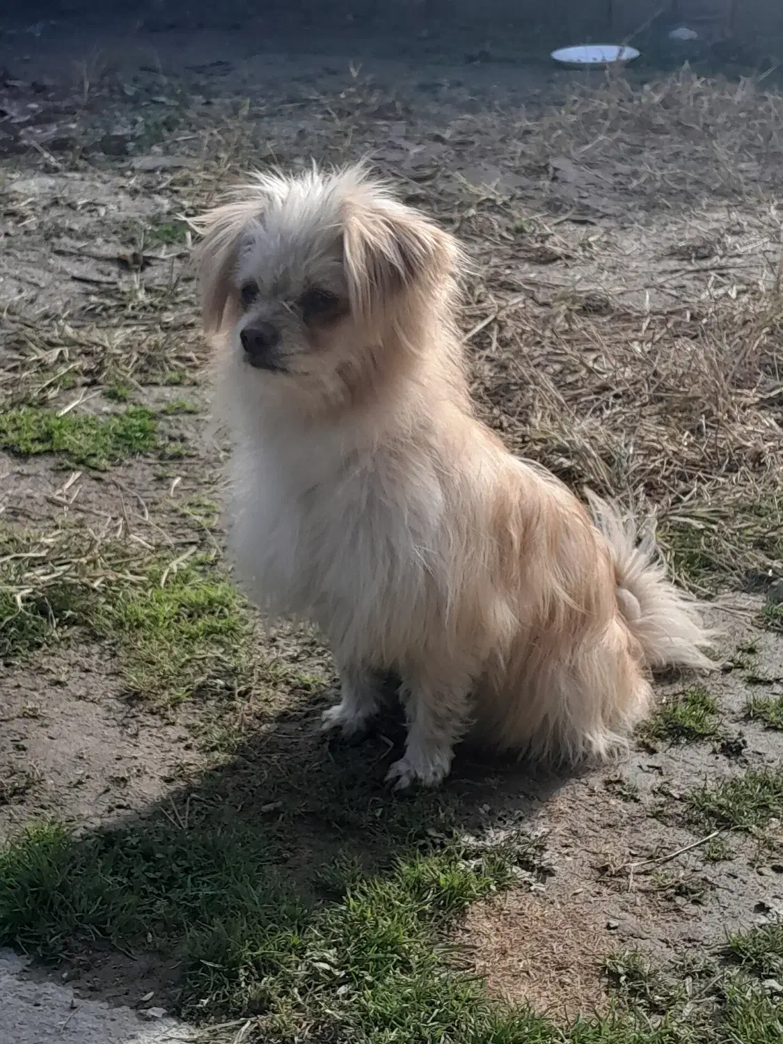 سگ پاکوتاه شیتزو|سگ|محمودآباد, |دیوار