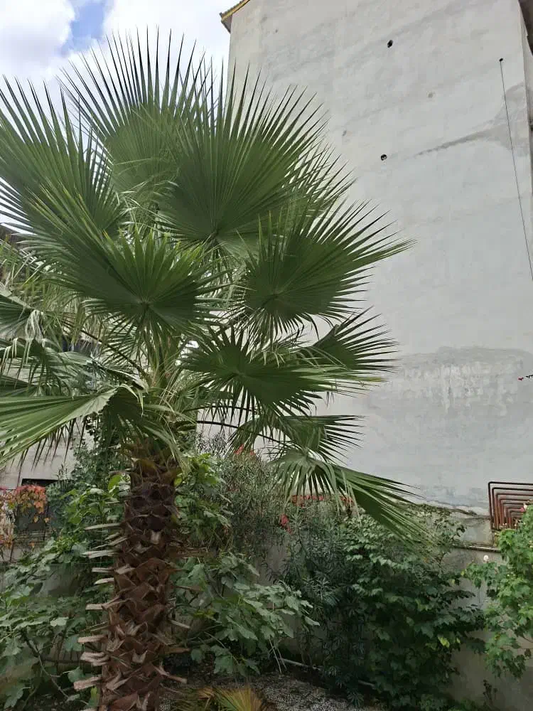 فروش نخل پالم بادبزنی|گل و گیاه طبیعی|آستارا, |دیوار