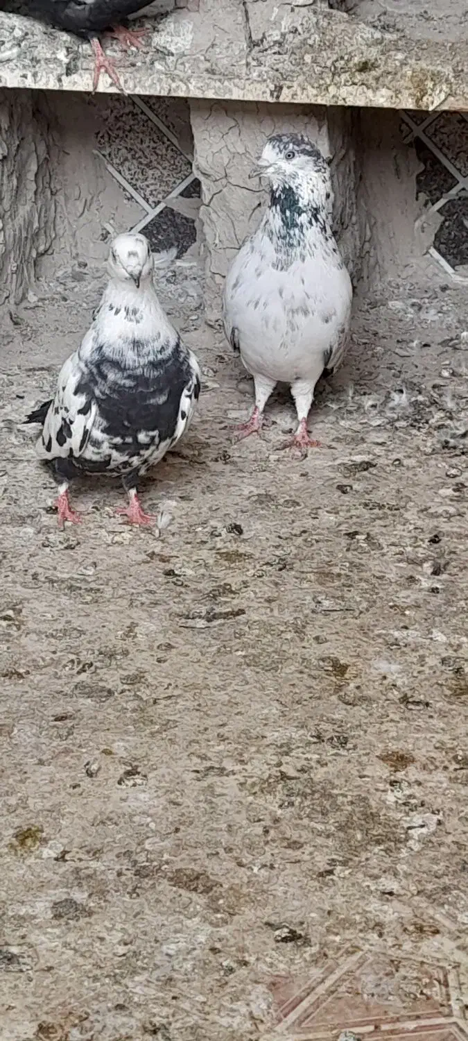 کبوتر|پرنده|نیمروز, |دیوار