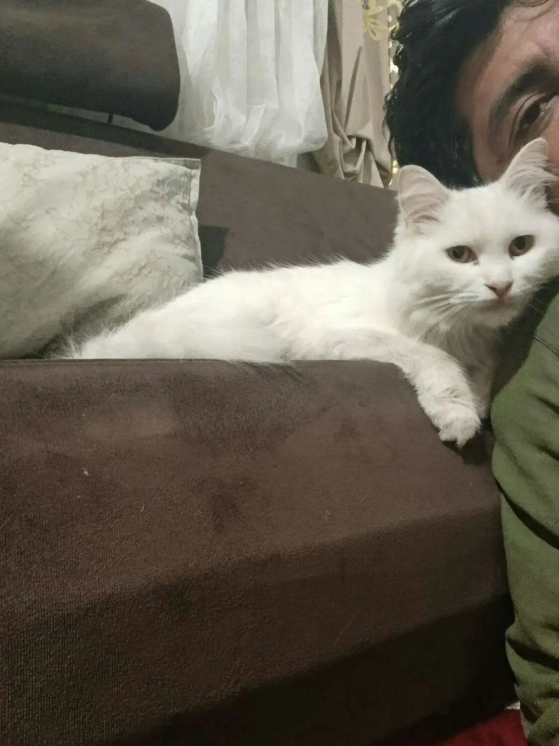 اسکاتیش و پرشین قیمت مناسب|گربه|تهران, حر|دیوار