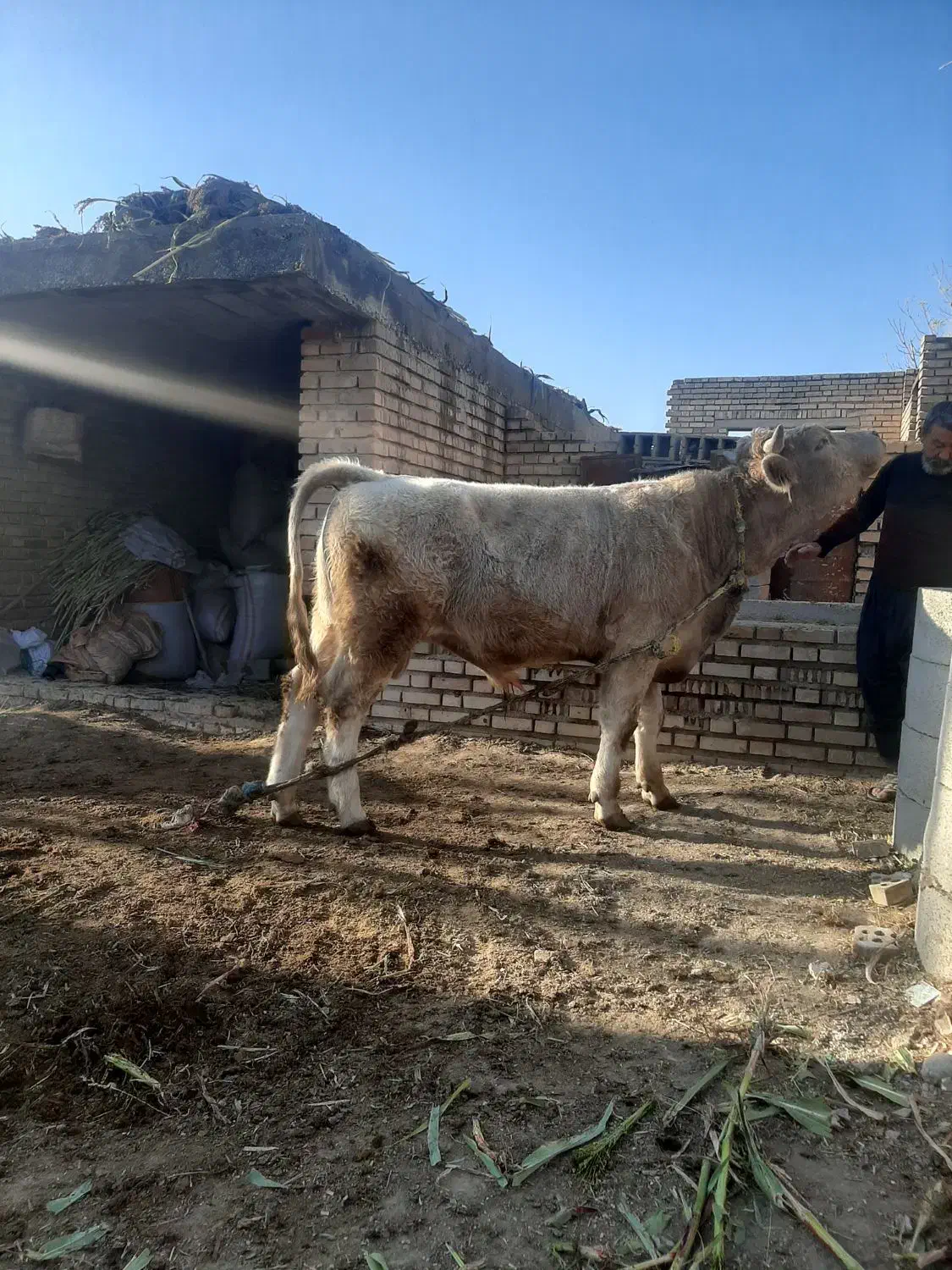گوساله شاروله اصل|حیوانات مزرعه|گنبد کاووس, |دیوار