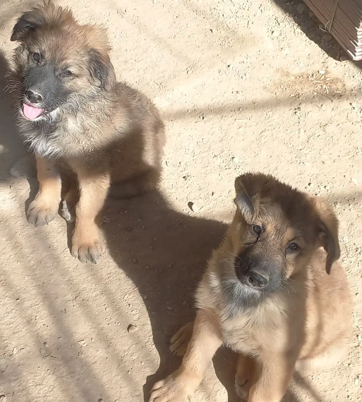 سگ ژرمن|سگ|کازرون, |دیوار