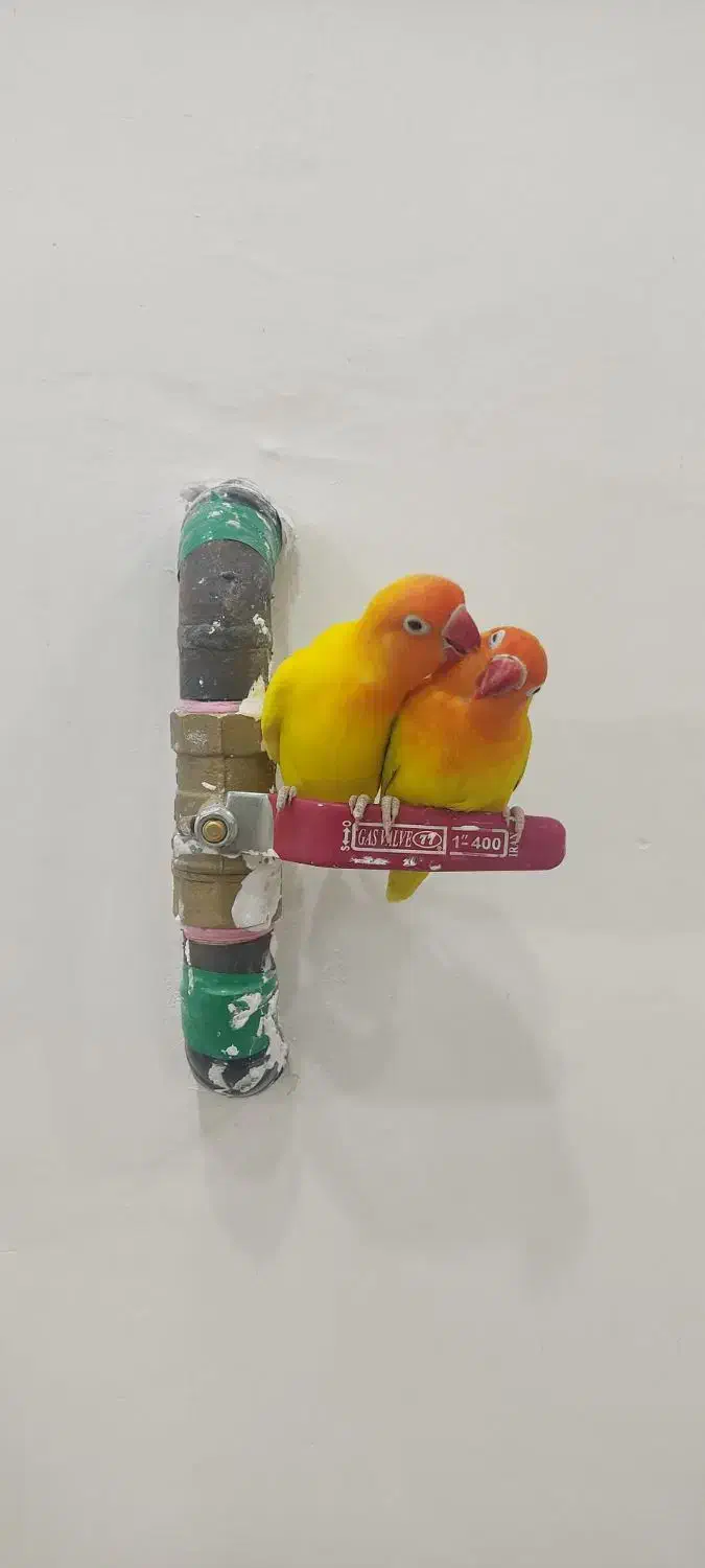 طوطی کوتوله برزیلی « فیشر رنگ خاص»|پرنده|قروه, |دیوار