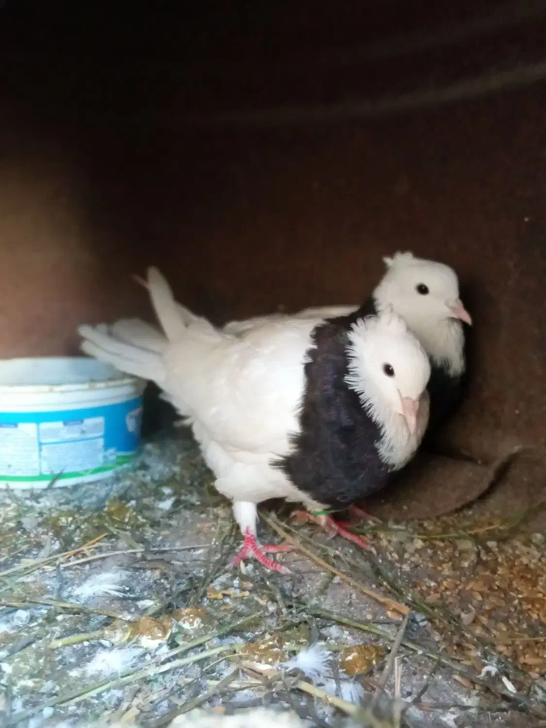 کفتر طوقی دم تخم|پرنده|گرگان, |دیوار